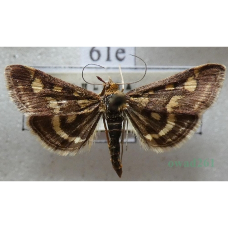 Pyrausta purpuralis (Linnaeus, 1758) Płomienka purpurowa Czech61e